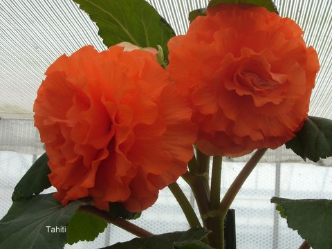 B. ‘Tahiti’